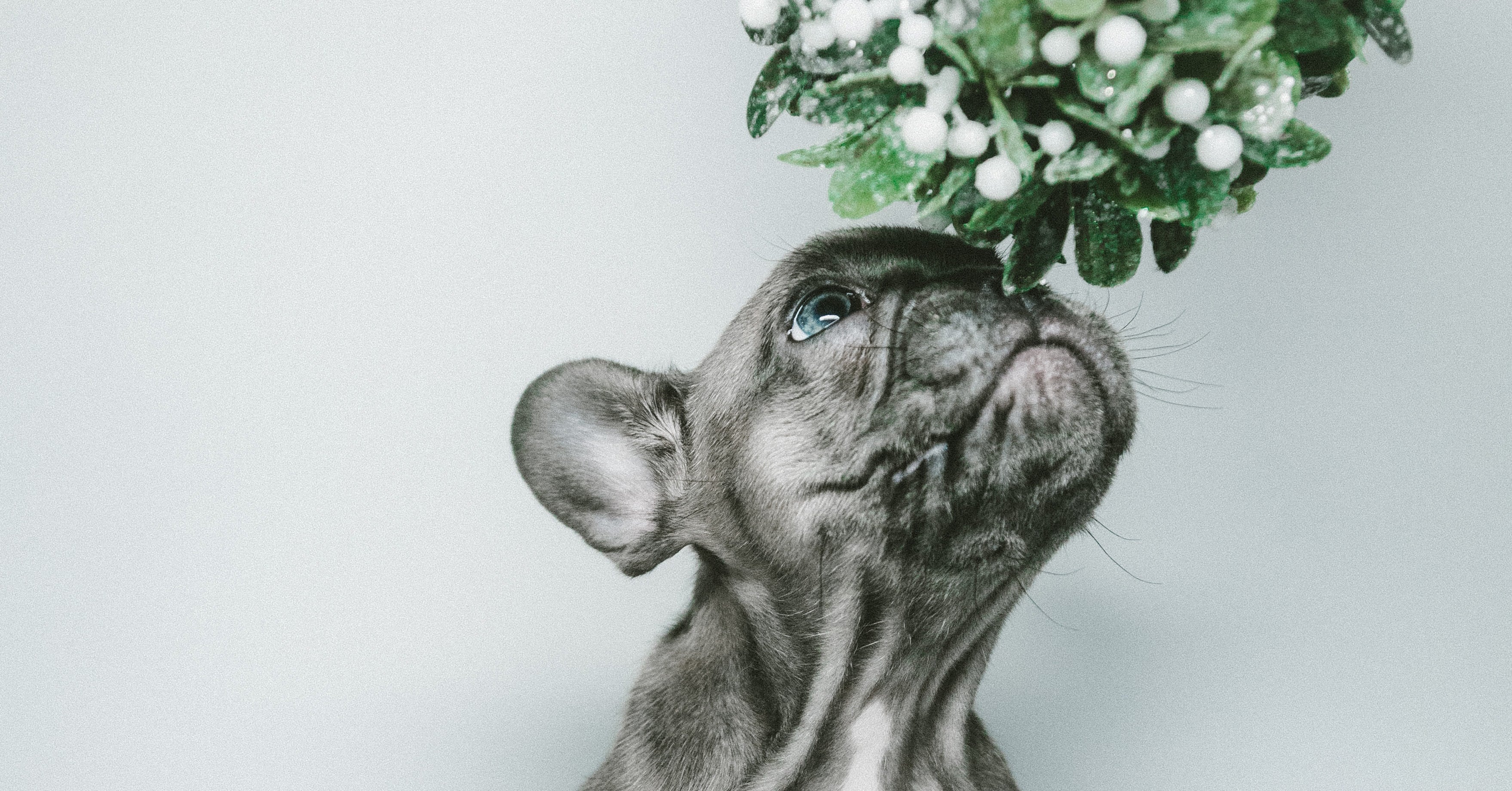 Smart Cookie’s Cyber Monday Savings